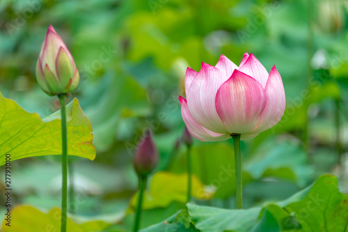 Pink lotus in summer green lotus leaves