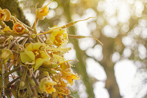 Durian flowers in a tropical garden in southern Thailand in Surat Thani. photo