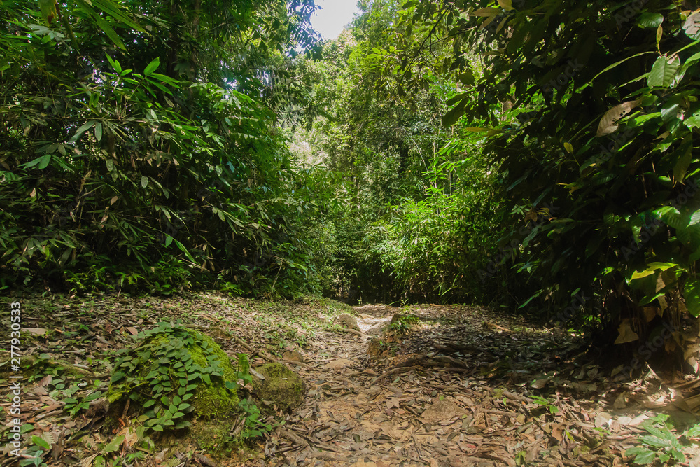 Wild nature Near Waterfall forest prolific ,in Phang Nga National Park, Thailand Wild nature Near Waterfall forest prolific ,in Phang Nga National Park, Thailand