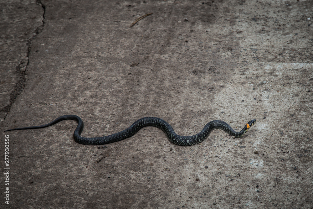 the snake basks on the road on a warm summer day