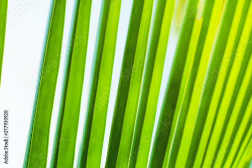 Green leaves coconut texture background nature tone at phuket Thailand