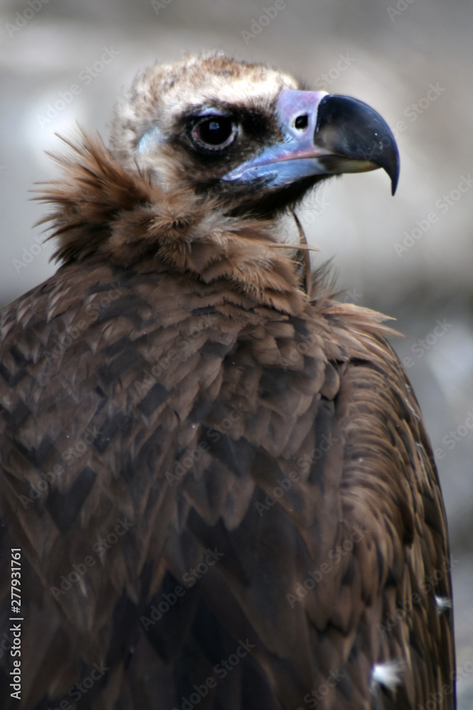 A portrait of a wild bird griffon vulture A portrait of a wild bird griffon vulture
