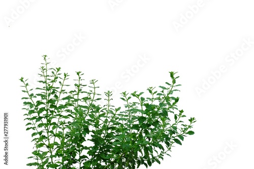 Tropical plant leaves growing in a garden on white isolated background for green foliage backdrop 