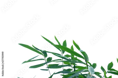 Asian bamboo plant with leaves branches on white isolated background for green foliage backdrop 