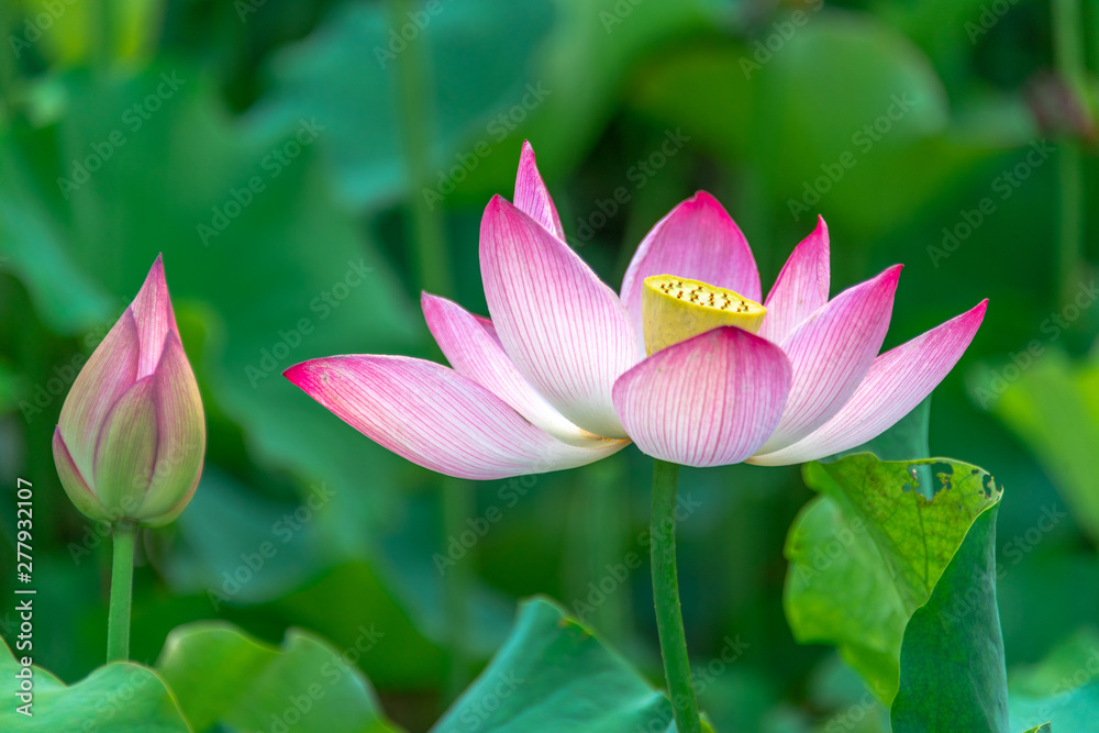 Pink lotus in summer green lotus leaves Pink lotus in summer green lotus leaves