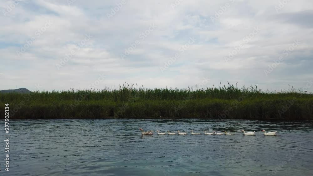 A family of geese paddling across the screen in a a row. Shot and presented at 60 fps. A family of geese paddling across the screen in a a row. Shot and presented at 60 fps.