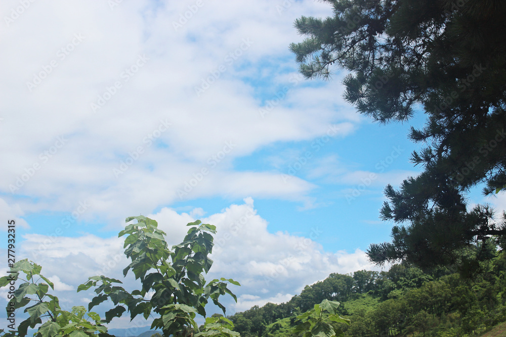 Obraz premium 구름 과 나무