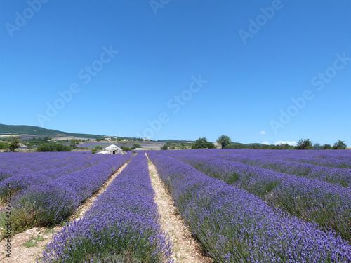 LAVANDES PROVENCE