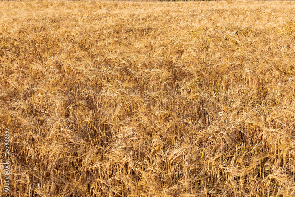 Beautiful field of cereals (wheat, barley, oats) dried and golden by the sun. Space to insert your text. Beautiful field of cereals (wheat, barley, oats) dried and golden by the sun. Space to insert your text.
