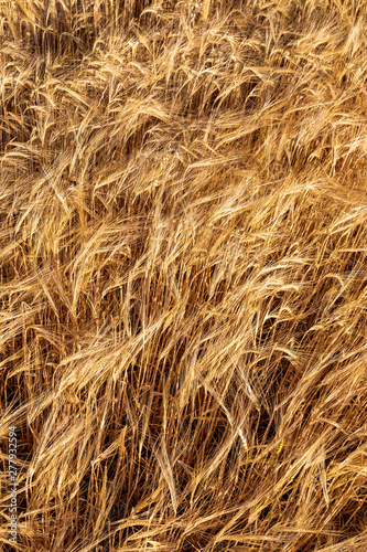 Beautiful field of cereals (wheat, barley, oats) dried and golden by the sun. Space to insert your text.