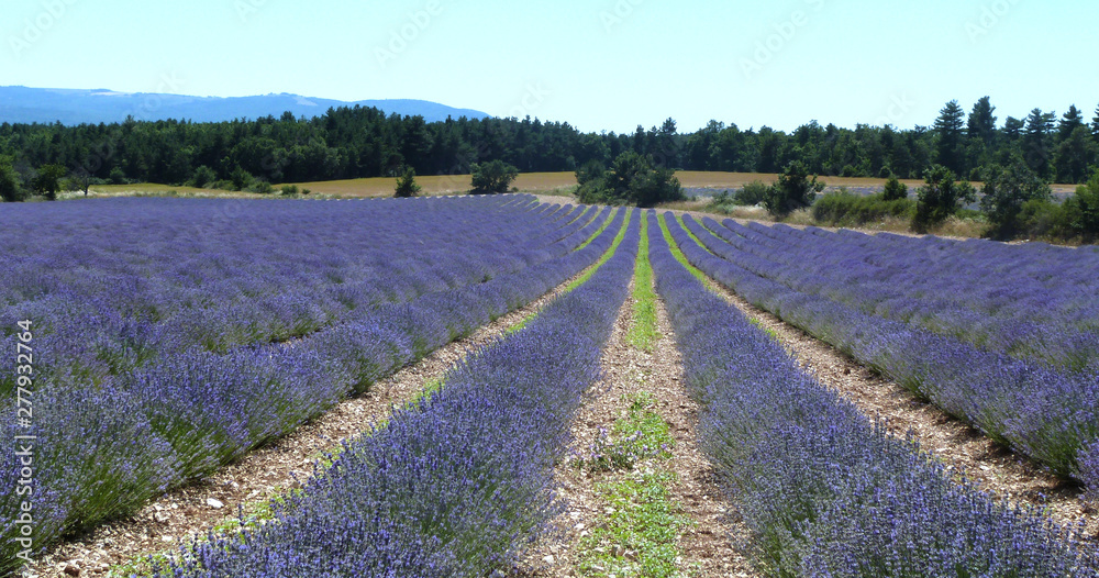 LAVANDES PROVENCE