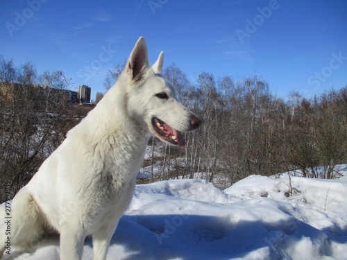 White Swiss Shepherd against the sky. Winter  snow  cold  clean  forest  Christmas.