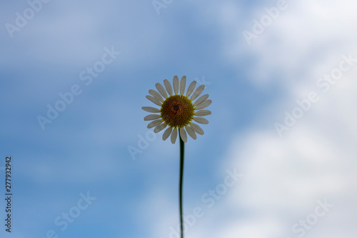 daisy in the blue sky