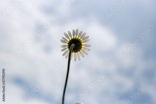 daisy in the sky