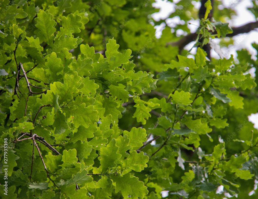Yaroslavl. oak leaves on a 200 year old tree Yaroslavl. oak leaves on a 200 year old tree