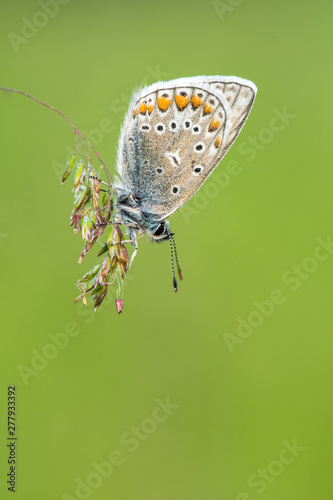 Beautiful nature scene with Common blue (Polyommatus icarus) . Macro shot of Common blue (Polyommatus icarus)  on the grass. Butterfly Common blue (Polyommatus icarus)  in the nature habitat.