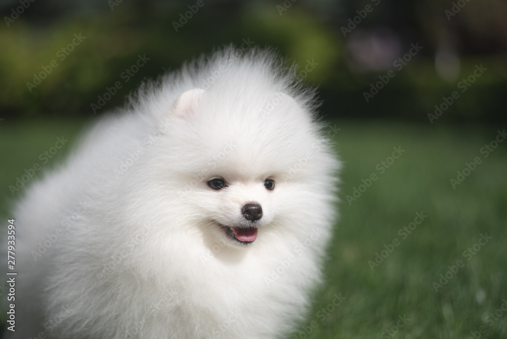 Fototapeta premium Little beautiful funny white dog German spitz puppy on green grass runs plays and sits