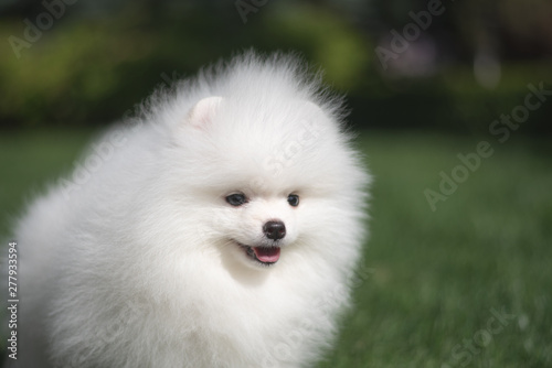 Little beautiful funny white dog German spitz puppy on green grass runs plays and sits © no