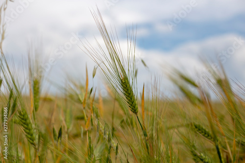 single wheat in the field