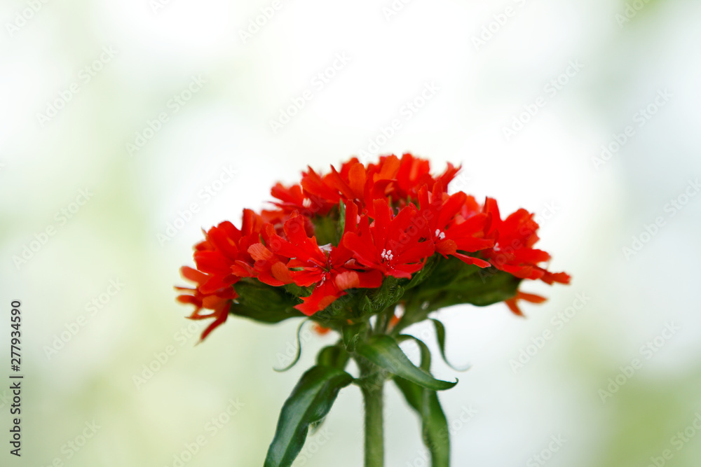 Burning Love also called Maltese Cross, Jerusalem Cross, Dusky Salmon blooming with very red flowers - perennial garden plant Burning Love also called Maltese Cross, Jerusalem Cross, Dusky Salmon blooming with very red flowers - perennial garden plant