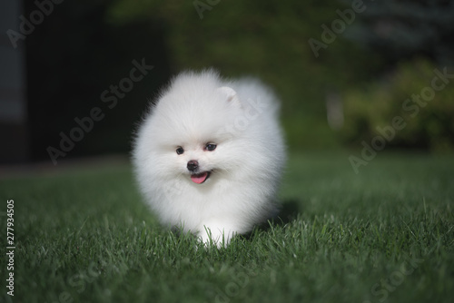 Little beautiful funny white dog German spitz puppy on green grass runs plays and sits