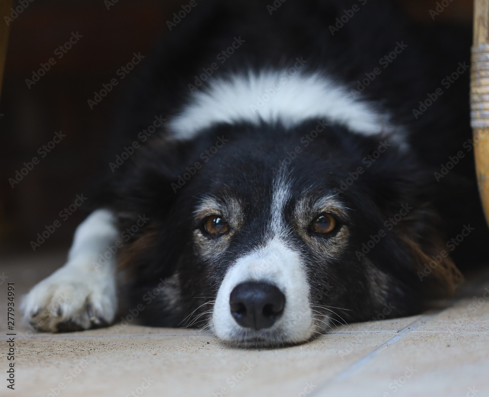 border collie lying flat border collie lying flat