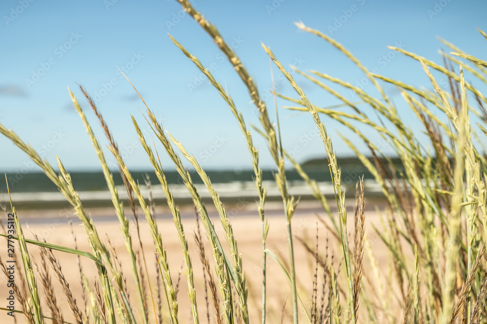 Fototapeta premium Beautiful sandy beach Yyteri at summer, in Pori, Finland