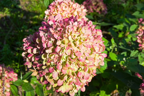 Blooming panicled hydrangea