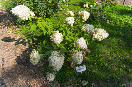 Blooming panicled hydrangea