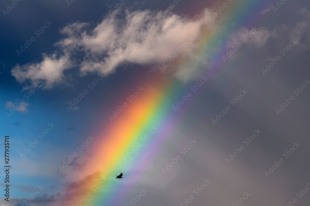 The bird flies against the background of the colorful rainbow in the sky with clouds.