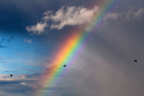 Birds fly against the background of the colorful rainbow in the sky with clouds.