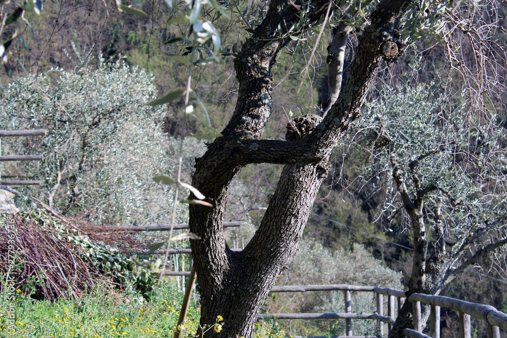Fototapeta premium Albero di olivo contorto