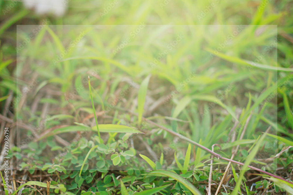 Green grass background in front garden, Textures Green tone in Phuket Thailand Green grass background in front garden, Textures Green tone in Phuket Thailand