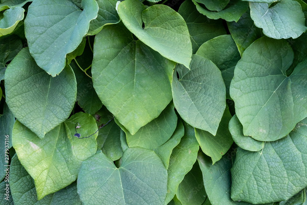 Fototapeta premium green bush of Aristolochia Macrophylla. leaves texture close-up