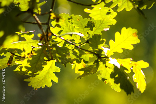 A branch with oak leaves, green natural background