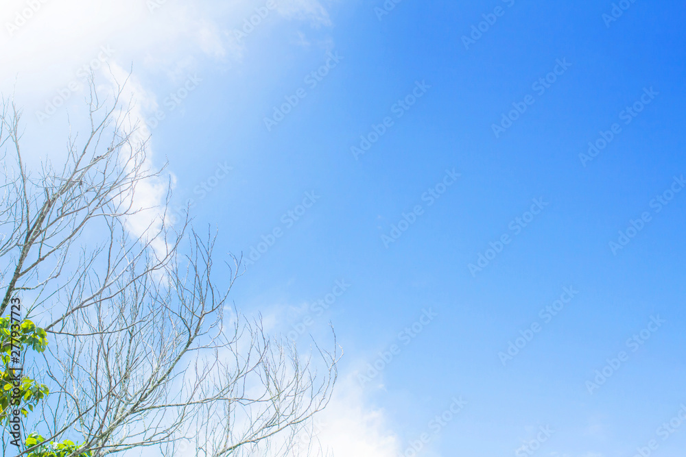 Green leaves branch and sky texture background nature tone at phuket Thailand. Green leaves branch and sky texture background nature tone at phuket Thailand.