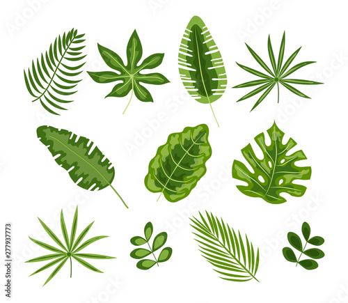 Set of tropical leaves isolated on white background. Vector illustration of exotic foliage. Summer botanical set for design.