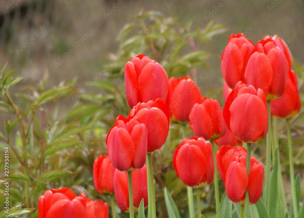 Obraz premium field of tulips