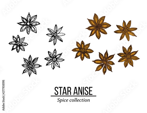 Spice collection, star anise hand drawn