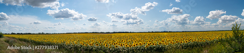 sunflowers bloom in a field on a farm