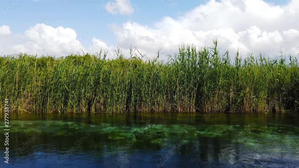 A view from a crystal clear Mediterranean river and the reed on it's bank. Taken in Akyaka (Gulf of Gokova, Aegean Sea) on a spring day. Shot and presented at 60 fps A view from a crystal clear Mediterranean river and the reed on it's bank. Taken in Akyaka (Gulf of Gokova, Aegean Sea) on a spring day. Shot and presented at 60 fps