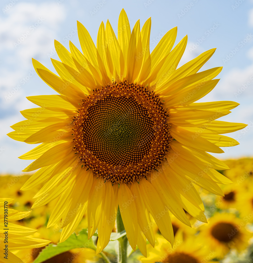 sunflowers bloom in a field on a farm sunflowers bloom in a field on a farm