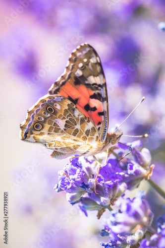 A lovely butterfly sits on a lavender flower in a summer garden