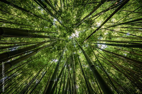 Bamboo forest of Hana, Maui