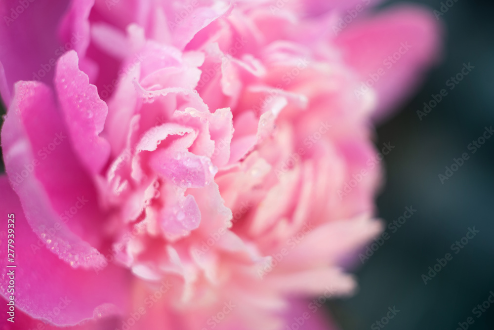 Macro pink peony petals with water drops on green background