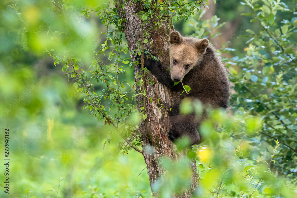 Obraz premium Young brown bear climbing on the apple tree. Carpathian mountains. Poland