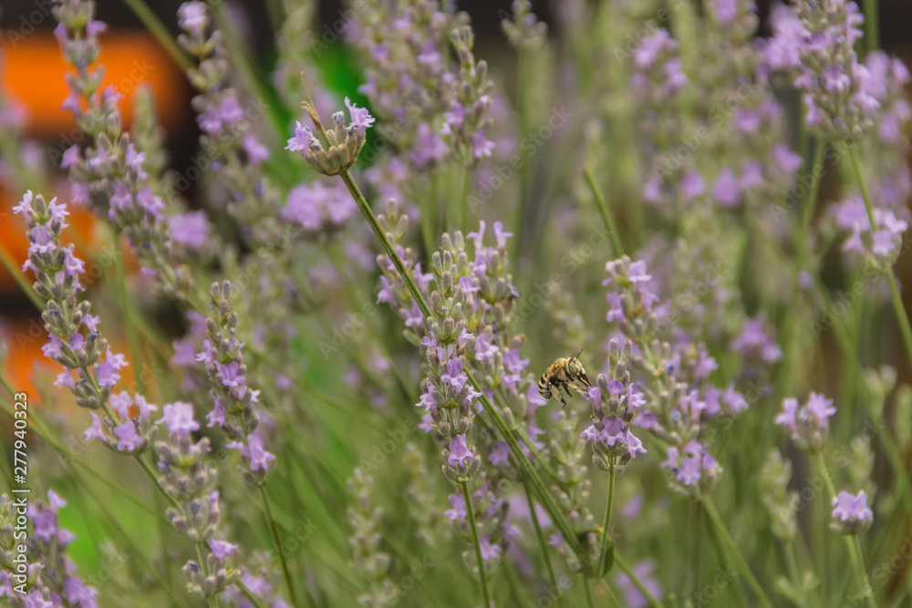 Obraz premium flowers in the garden