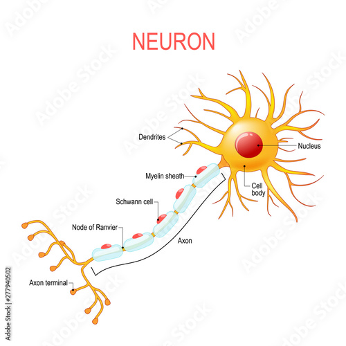Neuron anatomy. Structure of a nerve cell.