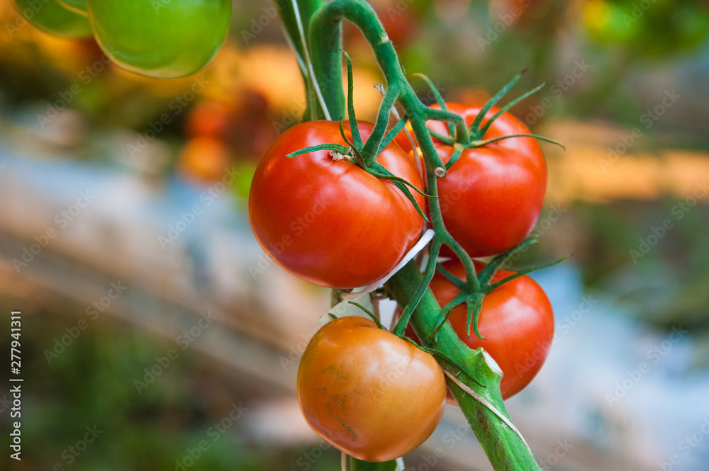 Ripe tomato plant growing in greenhouse