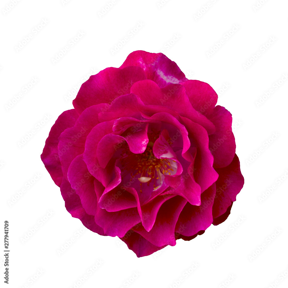 Fresh beautiful pink rose isolated on white background Fresh beautiful pink rose isolated on white background